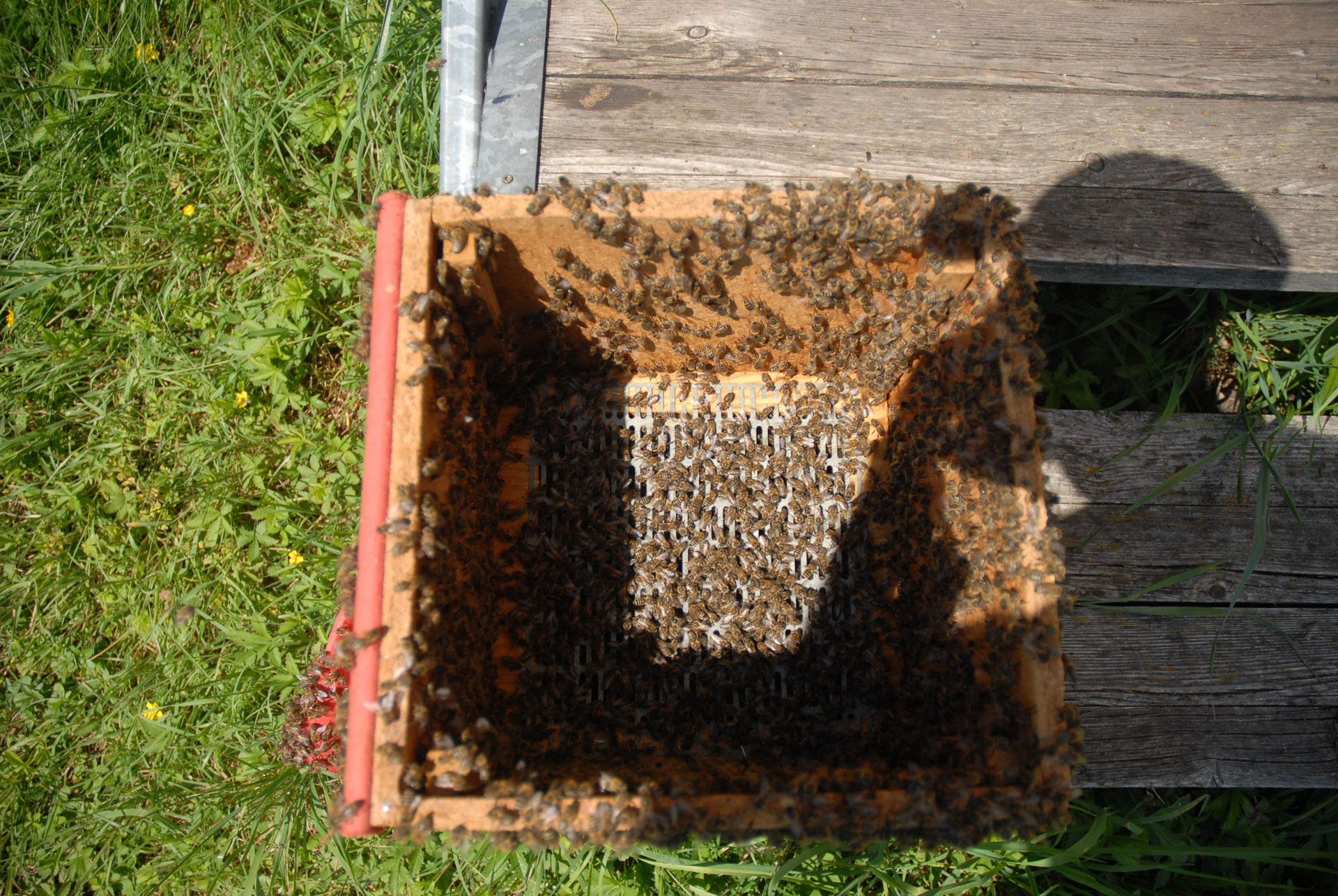 Die Bienen für die Apideakästen werden gesiebt, damit keine Drohnen auf die Belegstelle kommen.